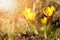 Yellow crocuses in the spring sunshine, shallow depth of field