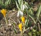 Yellow crocuses and white snowdrops first spring flowers on ground, St. St. Constantine and Helena, Bulgaria.