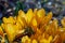 Yellow Crocusses - spring in munich bavaria