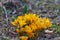 Yellow Crocusses - spring in munich bavaria