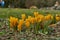 Yellow Crocusses - spring in munich bavaria