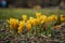 Yellow Crocusses - spring in munich bavaria