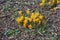 Yellow Crocusses - spring in munich bavaria