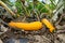 Yellow crookneck squash plant fruits