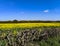 Yellow crops