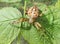 Yellow crossed spider on the leaf