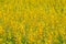 Yellow Crotalaria flowers