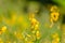 Yellow Crotalaria juncea flower with blurred Sunn hemp or Crotalaria juncea on background