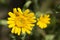 Yellow crown daisy flower