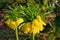 Yellow crown imperial