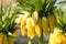 Yellow crown imperial