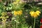 Yellow Crown Imperial or Kaisers Crown