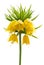 Yellow Crown imperial on white background