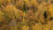 Yellow crown of trees in a beautiful forest in autumn. Indian summer.Deciduous forest, top view.