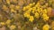 Yellow crown of trees in a beautiful forest in autumn. Indian summer.Deciduous forest, top view.