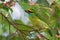 Yellow-crowned Barbet - Psilopogon henricii