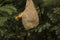 Yellow crowned baya weaver breeding male weaving its nest carefully