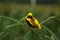 Yellow-crowned bishop / Euplectes afer