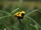 Yellow-crowned bishop / Euplectes afer