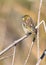 Yellow-crowned Bishop resting on a twig