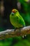 Yellow-Crowned Kakariki at Kiwi birdlife park in Queenstown, New Zealand