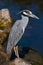 Yellow-Crowned Night Heron