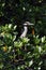 Yellow crowned night heron