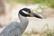 Yellow Crowned Night Heron 2