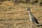 Yellow-crowned Night Heron