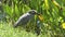 Yellow crowned night heron