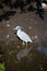 Yellow Crowned Night Heron