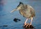 Yellow Crowned Night Heron