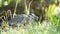 Yellow crowned night heron