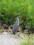 Yellow Crowned Night Heron bird