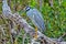 Yellow Crowned Night Heron on branch - Ding Darling - Sanibel Island - Florida