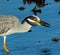 Yellow Crowned Night Heron Chewing Crab