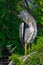 Yellow-crowned Night Heron Chick