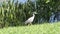 Yellow crowned night heron in Florida