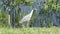 Yellow crowned night heron in Florida