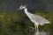 Yellow-crowned Night Heron hunting for crabs in a Florida lagoon
