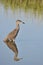 Yellow-crowned night heron juvenile hunting in the waters of Huntington Beach, South Carolina