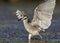 Yellow-crowned Night Heron landing in a Florida lagoon