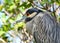 Yellow Crowned Night Heron in the Mangroves
