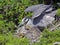 Yellow-crowned Night Heron Mother and Chicks