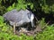 Yellow-crowned Night Heron Mother and Chicks