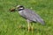 Yellow-crowned Night-Heron (Nyctanassa violacea)