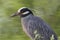 Yellow-crowned Night-Heron (Nyctanassa violacea)