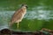 Yellow-crowned Night-Heron - Nyctanassa violacea is bird night herons found in the Americas, known as the Bihoreau Violace in