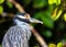 Yellow-crowned Night Heron (Nyctanassa violacea) - Nocturnal Majesty