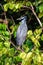 Yellow-crowned Night Heron (Nyctanassa violacea) - Nocturnal Majesty